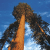 Collins Companies Certified Forests<BR><BR>