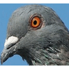 Nixalite Architectural Bird Control Bird Control Products<BR><BR>